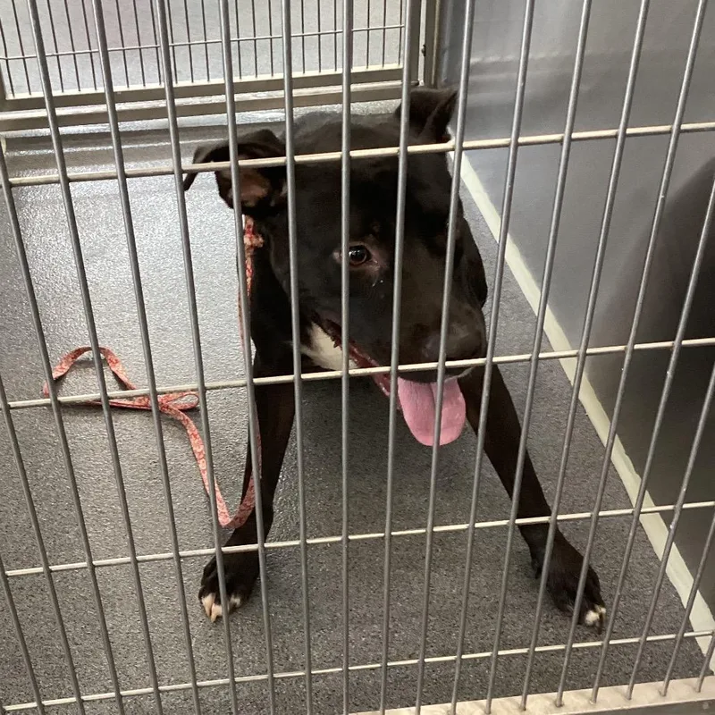 A young medium-sized male Black Terrier dog named Pip for adoption in Montgomery, AL