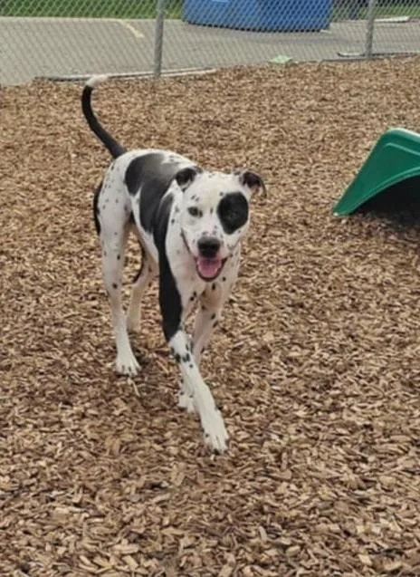 Scottyfairmont  Wv thumbnail 2