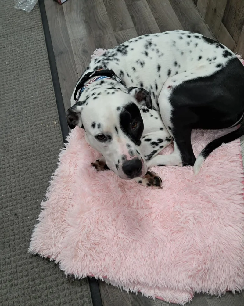 A young medium-sized male White / Cream Dalmatian dog named Scottyfairmont  Wv for adoption in San Diego, CA