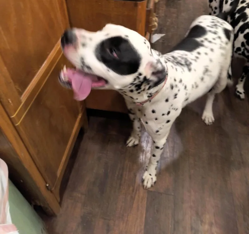 Scottyfairmont  Wv thumbnail 4