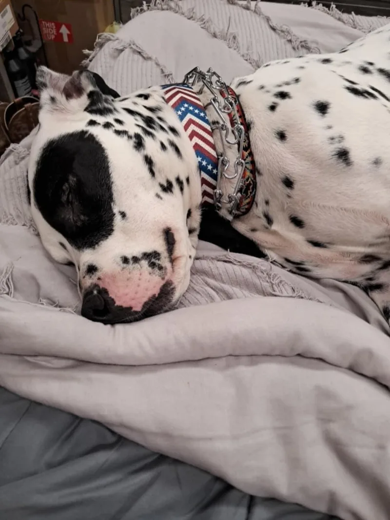 Scottyfairmont  Wv thumbnail 6