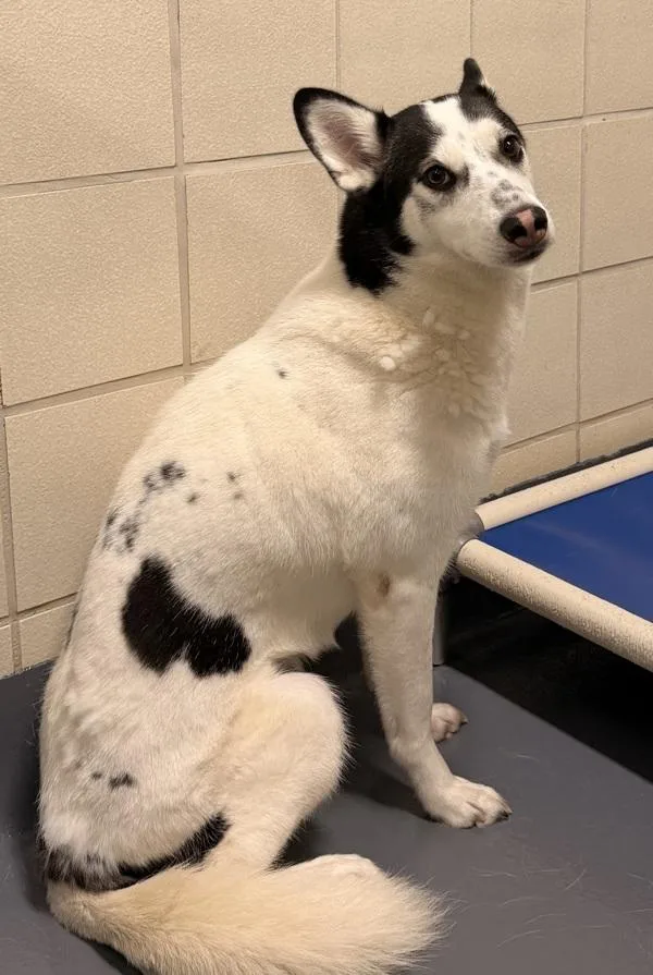 An adult large-sized female Siberian Husky dog named Cookie for adoption in Canton, GA