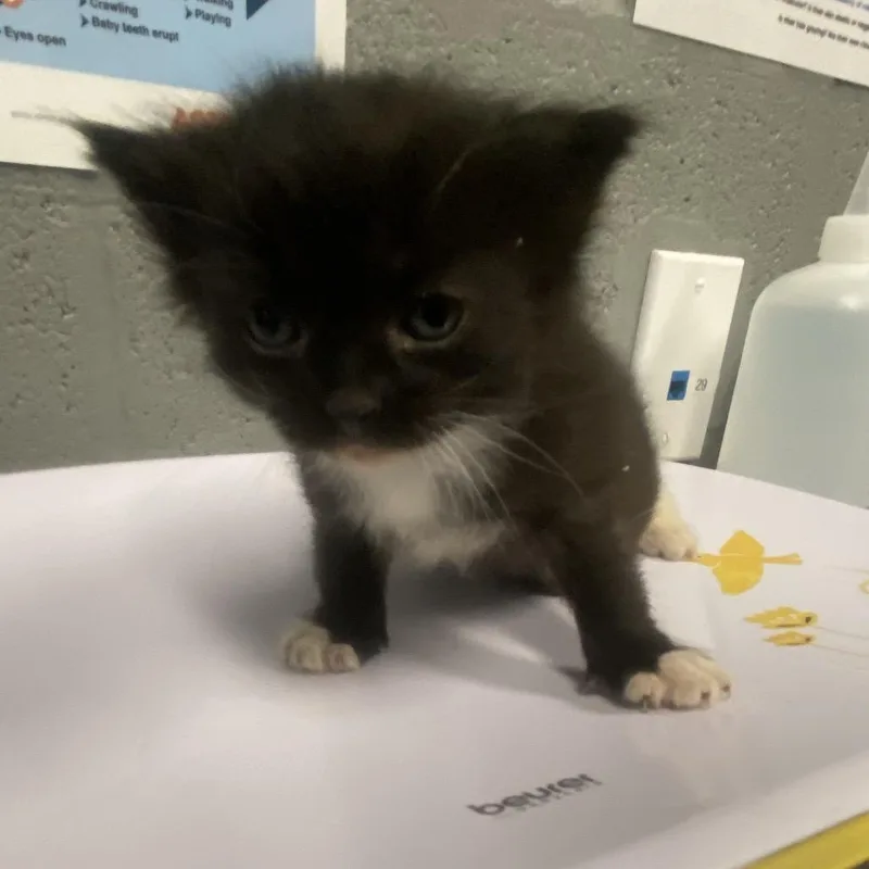 A baby small-sized male Gray / Blue / Silver Domestic Short Hair cat named Pluto for adoption in Allentown, PA