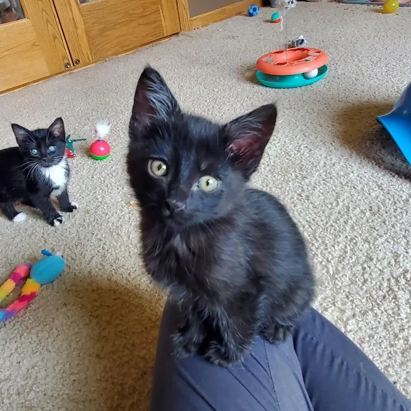A baby small-sized female Black Domestic Short Hair cat named Caterpillar C for adoption in Princeton, MN