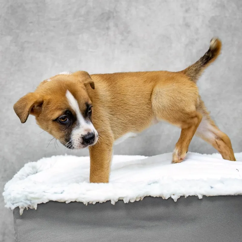 A baby medium-sized female Brown / Chocolate American Bulldog dog named Laguna for adoption in Livingston, TX