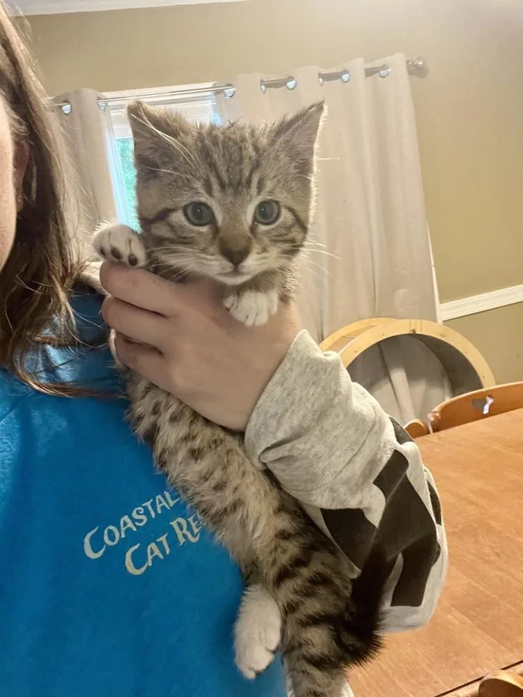 A baby small-sized male Domestic Short Hair cat named Rome for adoption in Virginia Beach, VA