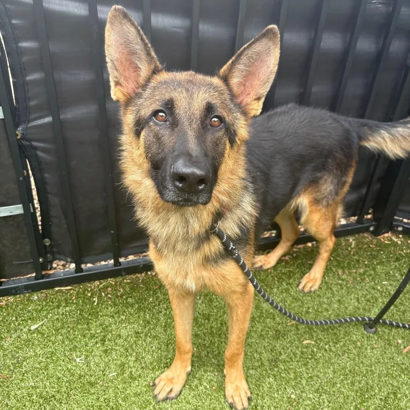 An adult large-sized male German Shepherd Dog dog named King Business for adoption in Charlottesville, VA