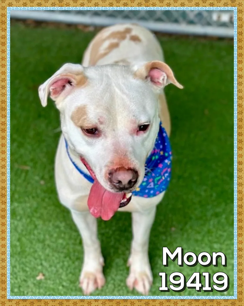 An adult medium-sized male White / Cream American Staffordshire Terrier dog named Moon for adoption in Marietta, GA