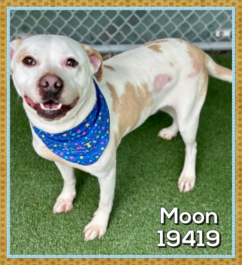Moon thumbnail 2