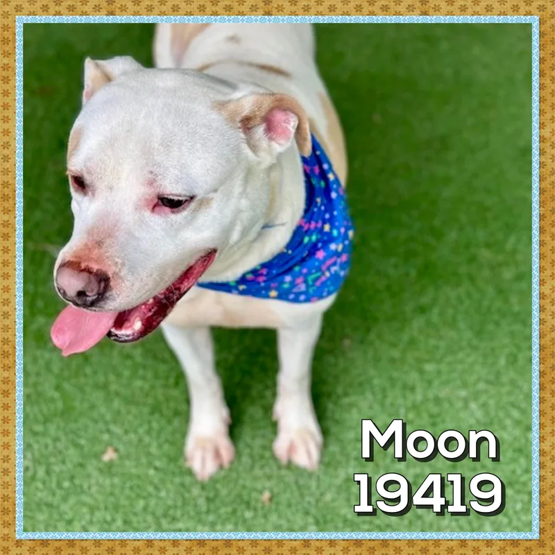 Moon thumbnail 3