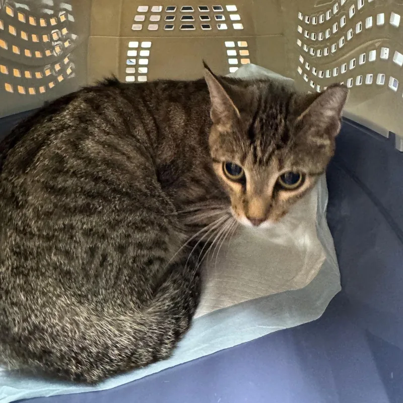 A young medium-sized female Brown / Chocolate Domestic Short Hair cat named Chicken for adoption in Hamburg, NY