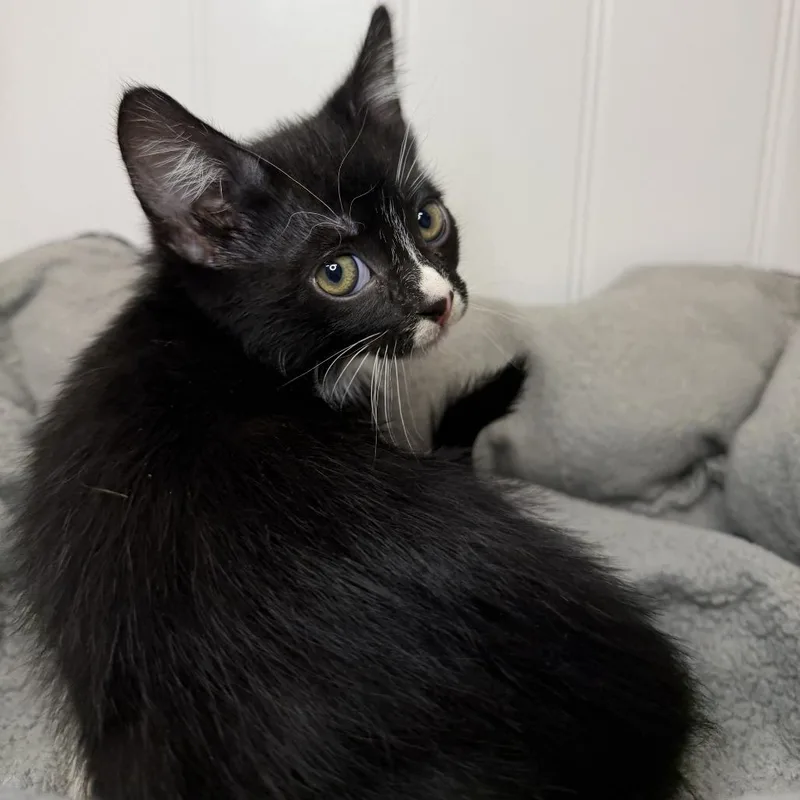 A baby small-sized female Domestic Short Hair cat named Queen Charlie for adoption in Los Angeles, CA