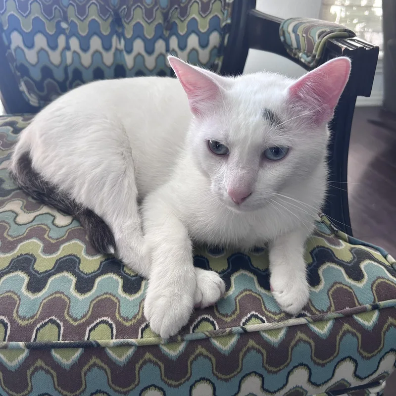 An adult medium-sized male Black & White / Tuxedo Domestic Short Hair cat named Yeti for adoption in Bentonville, AR
