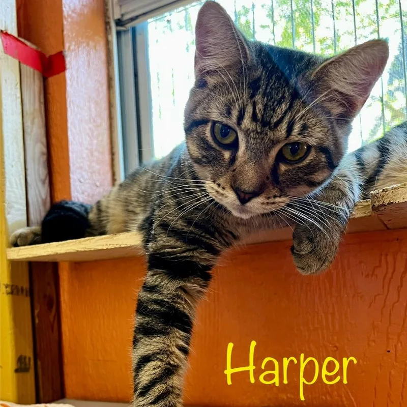 An adult medium-sized male Domestic Short Hair cat named Harper for adoption in Tulsa, OK
