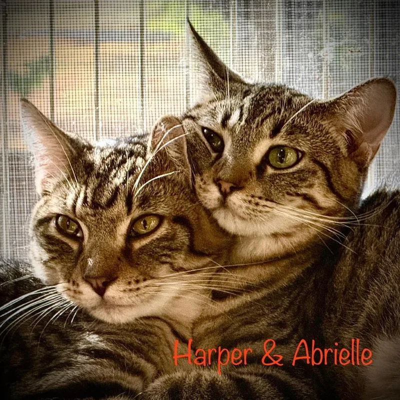Harper thumbnail 2