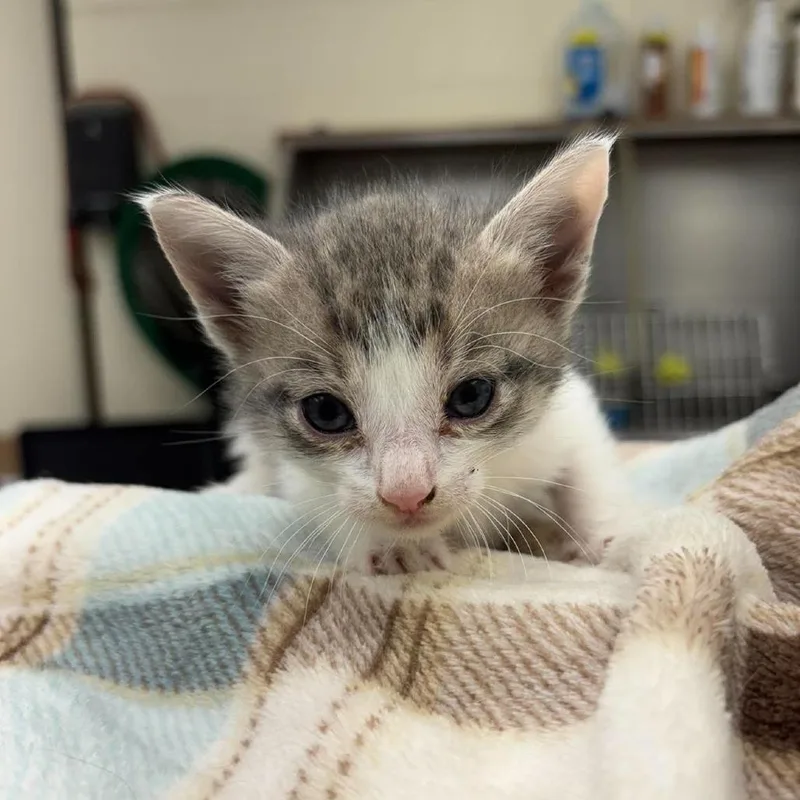 A baby small-sized male White Domestic Short Hair cat named Frank for adoption in Bastrop, TX
