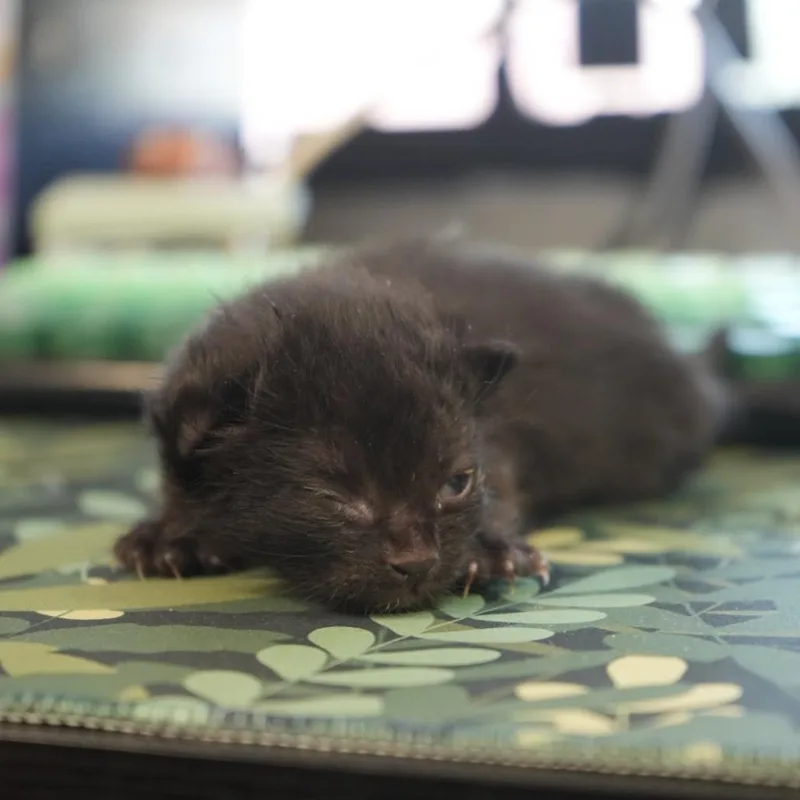 A baby small-sized male Black Domestic Short Hair cat named Spacely for adoption in Coachella, CA