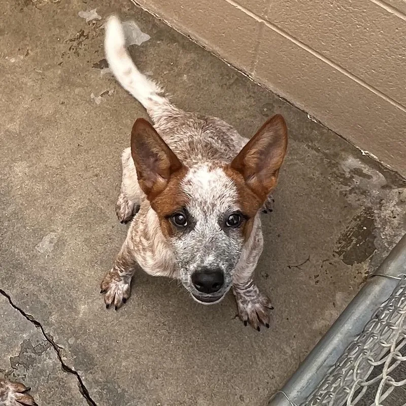 A baby small-sized male Brown / Chocolate Cattle Dog dog named Woody for adoption in Ojai, CA