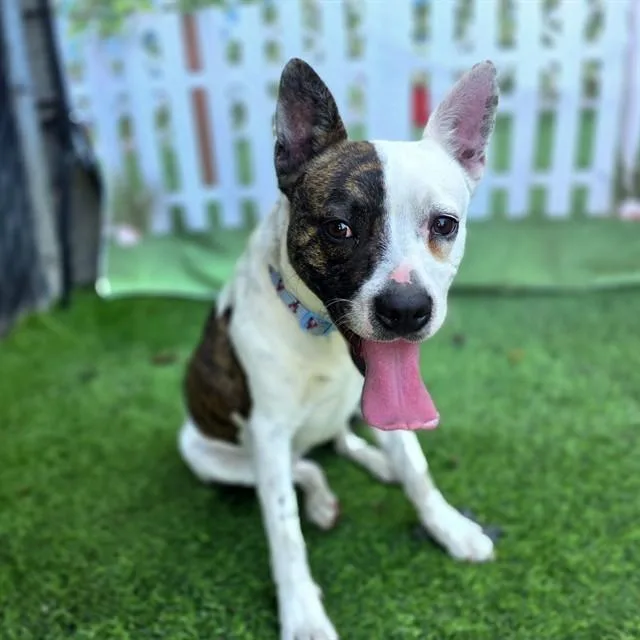 A young medium-sized male Pit Bull Terrier dog named Oregano for adoption in Long Beach, CA