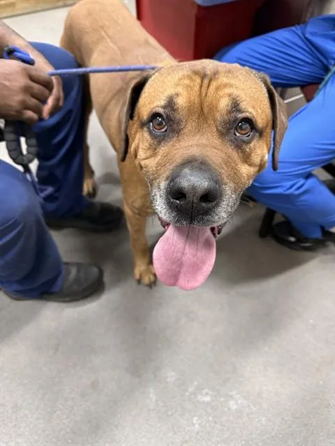 An adult large-sized male Boerboel dog named Tank for adoption in Upper Marlboro, MD