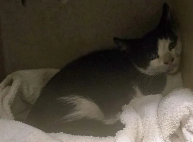 A baby small-sized male Domestic Short Hair cat named Genghis for adoption in Lancaster, CA