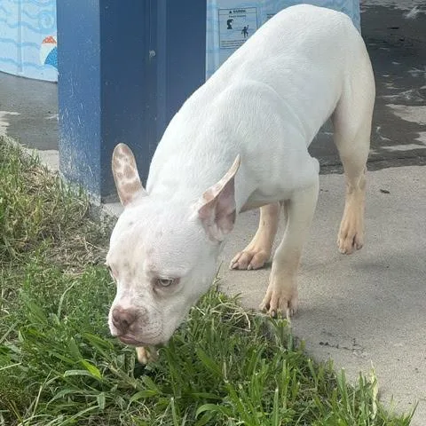 Tooki