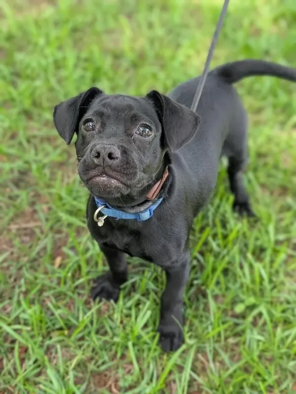 A baby small-sized male Black Mixed Breed dog named Toby for adoption in Aiken, SC
