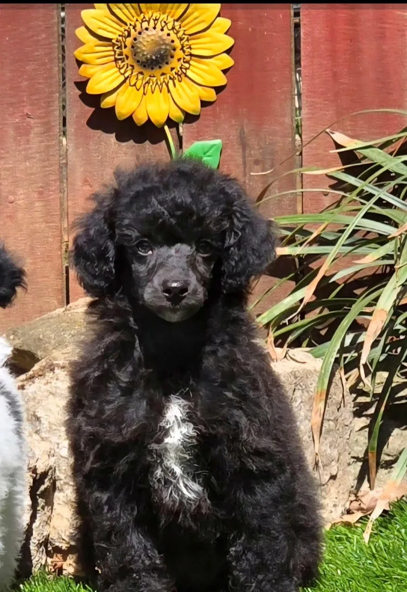 A baby small-sized male Poodle dog named Oakley for adoption in York, SC