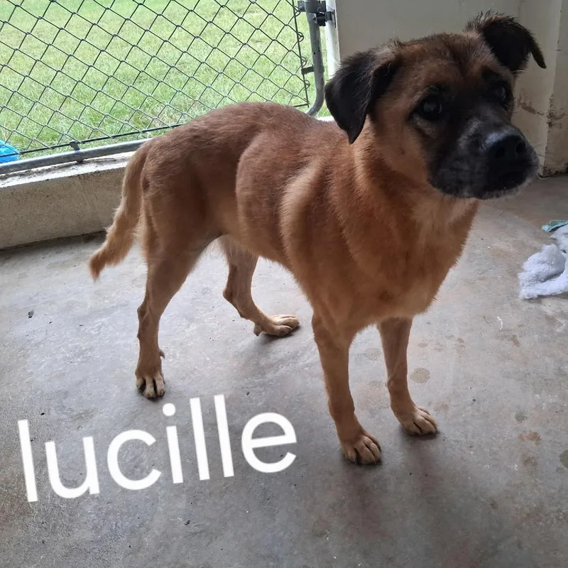 A senior medium-sized female Red / Chestnut / Orange Shepherd dog named Lucille for adoption in LOXAHATCHEE, FL