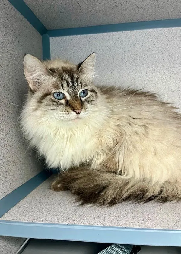 A senior medium-sized female Himalayan cat named Zuri for adoption in Skillman, NJ