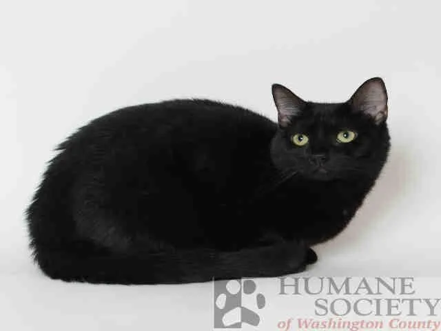 A senior large-sized female Domestic Short Hair cat named Kenz for adoption in Hagerstown, MD