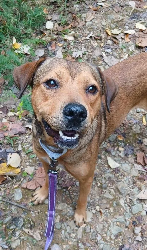 An adult medium-sized male Brown / Chocolate Shepherd dog named Dale for adoption in Pegram, TN