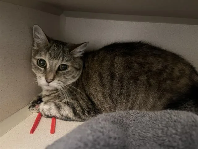 An adult large-sized female Domestic Short Hair cat named Mimi for adoption in Denver, CO