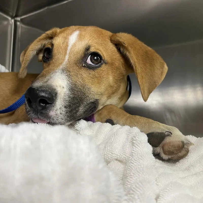 A baby medium-sized male Brown / Chocolate Pit Bull Terrier dog named Tidus for adoption in Palm Springs, CA