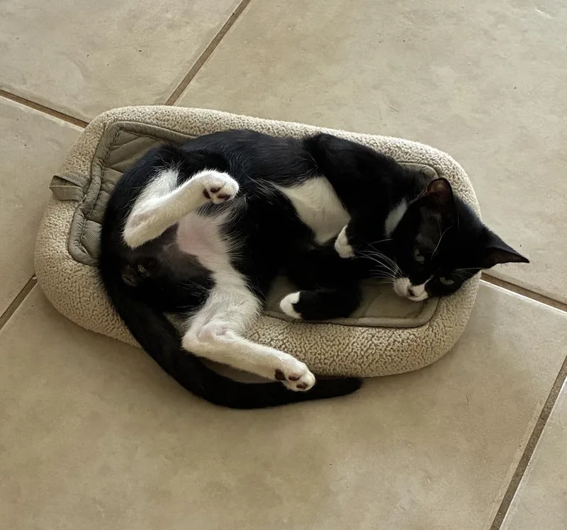 A baby small-sized male Black & White / Tuxedo Domestic Short Hair cat named Cody for adoption in Hudson, NH