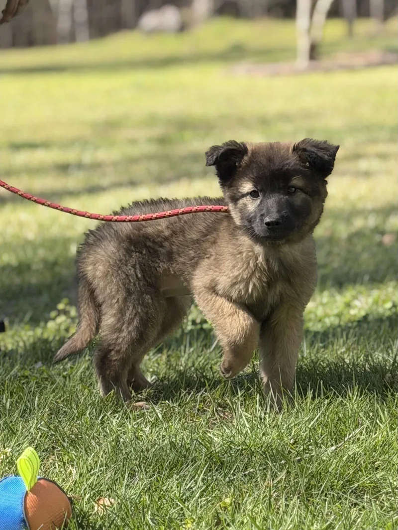 A baby small-sized female Shepherd dog named Lucky for adoption in Locust Fork, AL