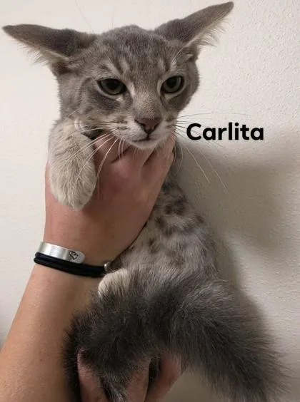 A baby medium-sized male Domestic Short Hair cat named Carlita for adoption in Aberdeen, SD
