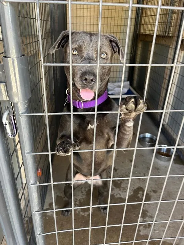 A young medium-sized female Gray / Blue / Silver Pit Bull Terrier dog named Cabbage Patch Kid for adoption in Fort Collins, CO