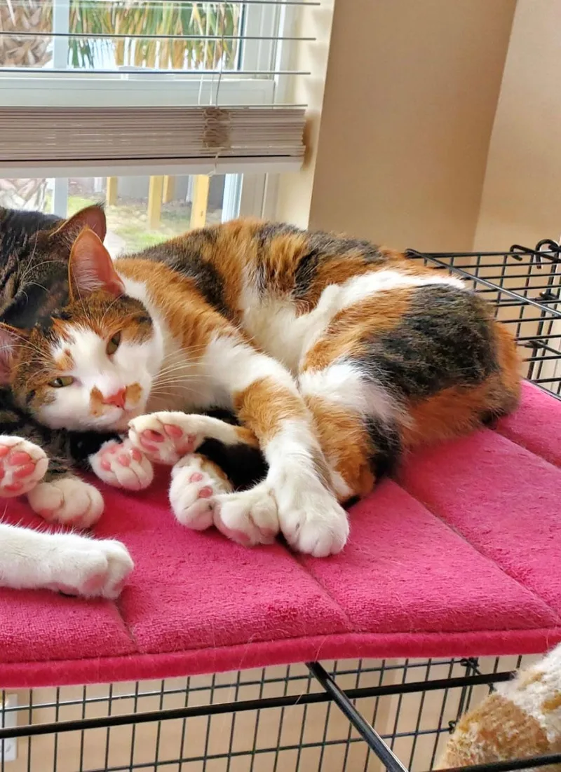 An adult medium-sized female Calico Domestic Short Hair cat named Fifi for adoption in Columbia, SC