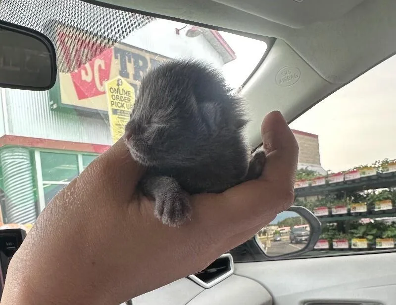 A young medium-sized female Gray / Blue / Silver Domestic Short Hair cat named Hanson for adoption in Disputanta, VA