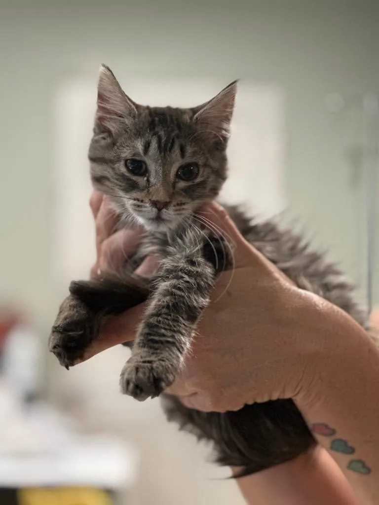 A baby large-sized female Domestic Medium Hair cat named Gypsy Rose for adoption in warrenville, SC