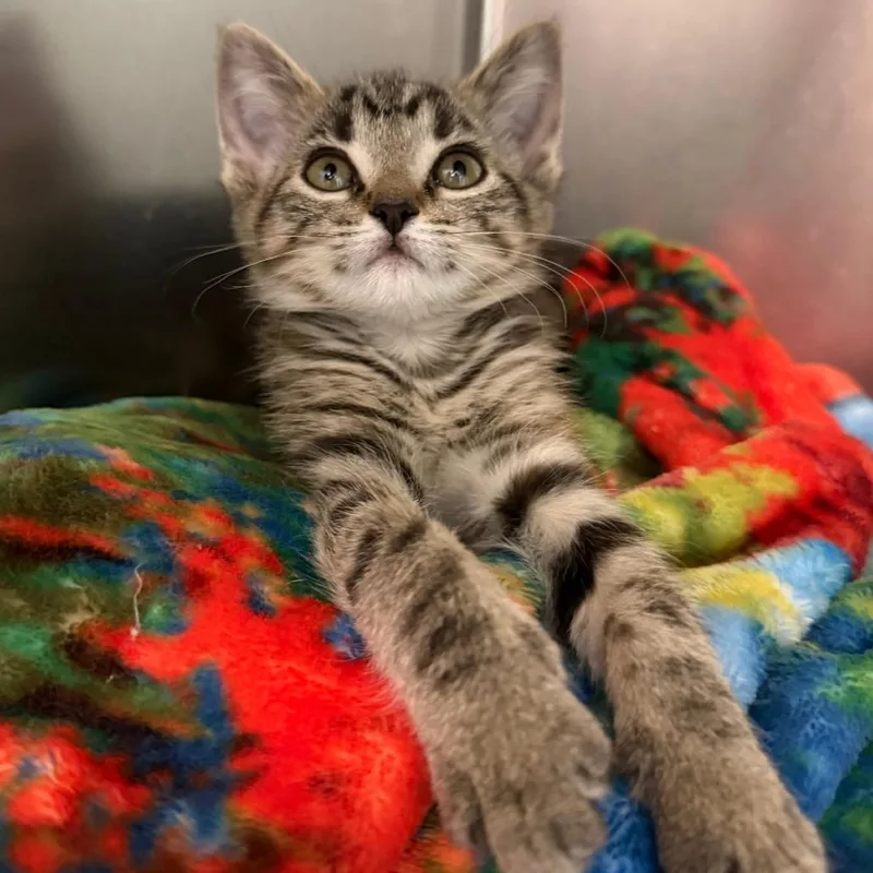 A baby small-sized female Brown / Chocolate Domestic Short Hair cat named Puddle for adoption in Marshall, VA