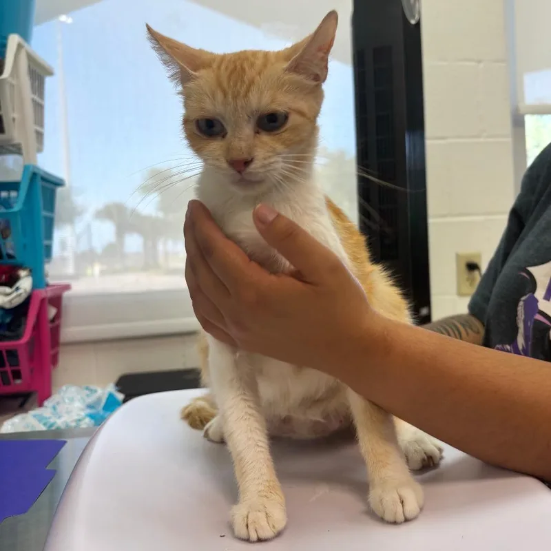 An adult medium-sized female Domestic Short Hair cat named Lulu for adoption in Corpus Christi, TX