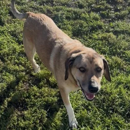 An adult large-sized female Yellow / Tan / Blond / Fawn Anatolian Shepherd dog named Ellie for adoption in Minneapolis, MN