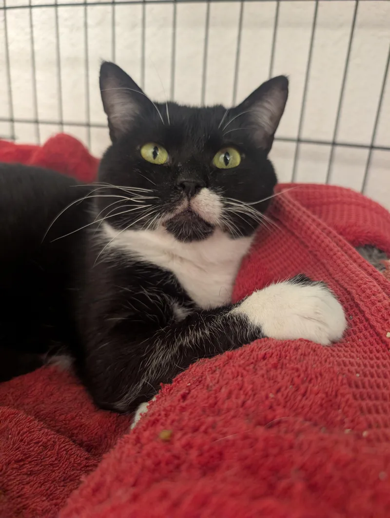 An adult medium-sized male Black & White / Tuxedo Domestic Short Hair cat named David for adoption in Palm Harbor, FL