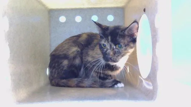 A young medium-sized female Domestic Short Hair cat named Coffee for adoption in Gardena, CA