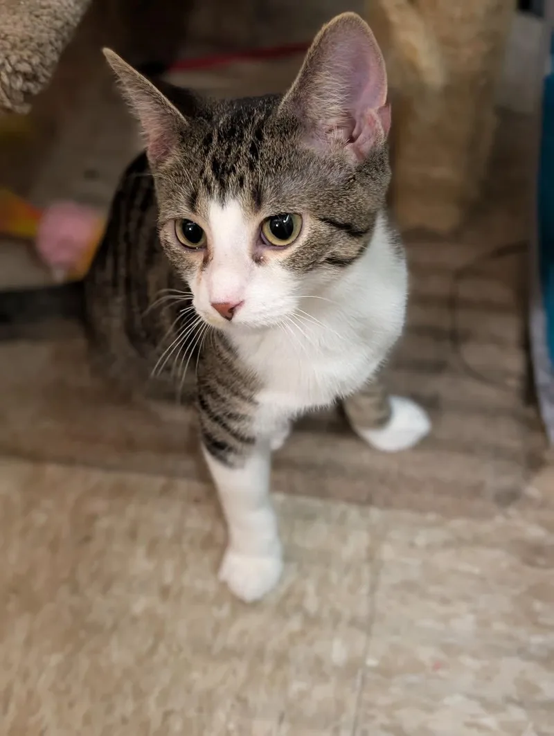 A baby medium-sized male Tabby (Brown / Chocolate) Tabby cat named Coolio for adoption in Farmland, IN