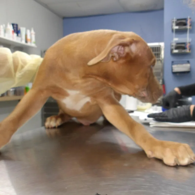 A baby medium-sized male Doberman Pinscher dog named Roy Pup for adoption in Marble, NC