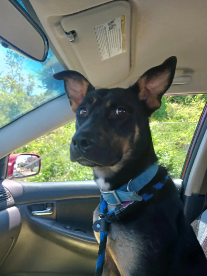 An adult large-sized female Rottweiler dog named Bailey for adoption in Mechanicsburg, PA