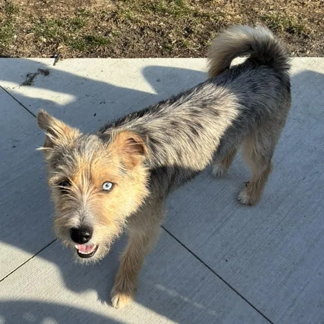 An adult small-sized female Terrier dog named Blue Ice for adoption in Racine, WI